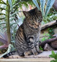 Lost Male Cat last seen Ponderosa Drive near Acacia, Concord, CA 94520