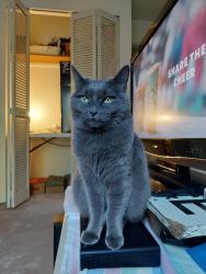 Lost Female Cat last seen Sussex & Victory st. Burnaby, Burnaby, BC V5J 1R4