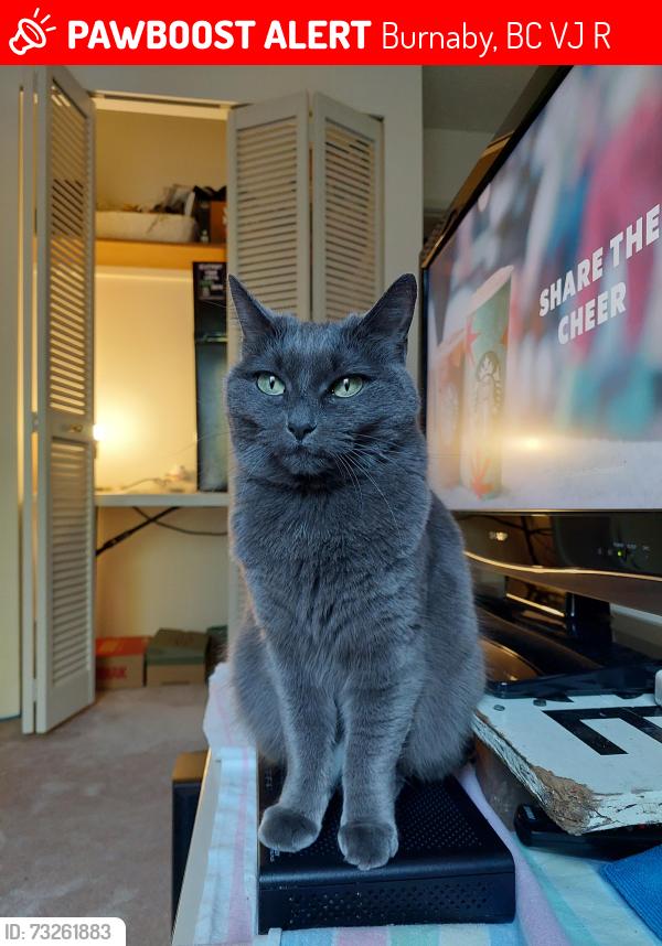 Lost Female Cat last seen Sussex & Victory st. Burnaby, Burnaby, BC V5J 1R4