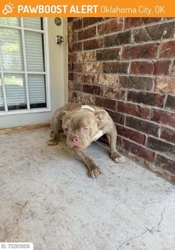 Found/Stray Female Dog last seen SW 20 th Grand Blvd, Oklahoma City, OK 73108