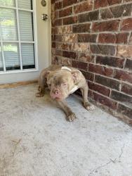 Found/Stray Female Dog last seen SW 20 th Grand Blvd, Oklahoma City, OK 73108