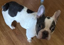 Found/Stray Unknown Dog last seen First and Herndon, Fresno, CA 93710