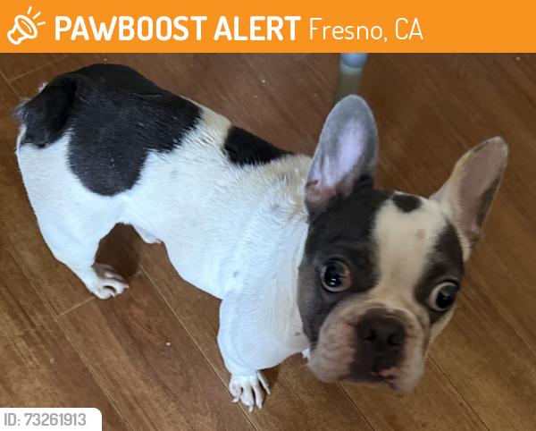 Found/Stray Unknown Dog last seen First and Herndon, Fresno, CA 93710