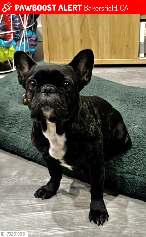 Lost Female Dog last seen Warren Ave. and Wistaria St., Bakersfield, CA 93308