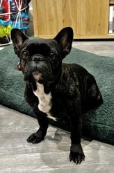 Lost Female Dog last seen Warren Ave. and Wistaria St., Bakersfield, CA 93308