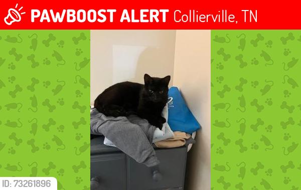 Lost Female Cat last seen Dutch Brothers Coffee, Collierville TN, Collierville, TN 38017