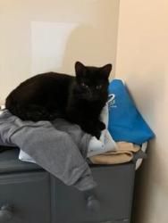 Lost Female Cat last seen Dutch Brothers Coffee, Collierville TN, Collierville, TN 38017