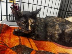 Shelter Stray Female Cat last seen , 14409 Vanowen St, Van Nuys, CA 91405, USA