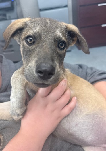 Shelter Stray Female Dog last seen , 1601 Airport Rd, Shelby, NC 28150, USA