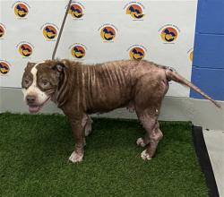 Shelter Stray Male Dog last seen ELLIS ST & EMROSE CT, 19640 Dogpatch Ln, Land O' Lakes, FL 34638, USA