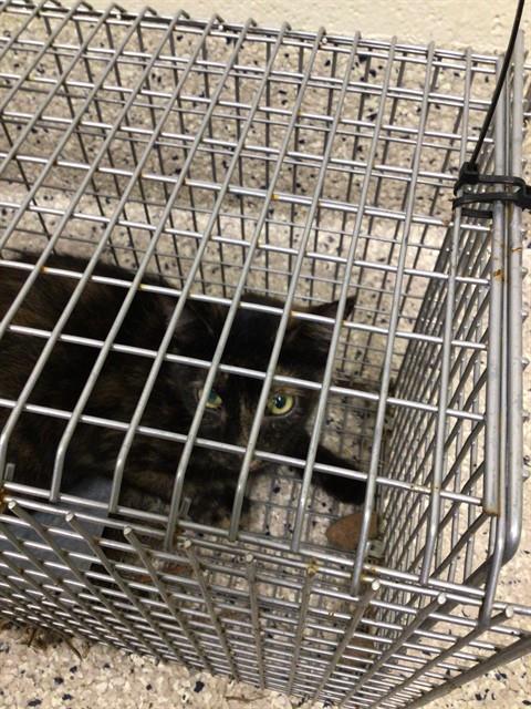 Shelter Stray Female Cat last seen Near BLOCK KEARNEY ST, 12155 Park Blvd, Brighton, CO 80601, USA