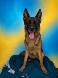 Shelter Stray Female Dog last seen , 957 N Gaffey St, San Pedro, CA 90731, USA