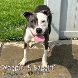Shelter Stray Female Dog last seen Near BLOCK W. KENTUCKY ST, 3528 Newburg Rd, Louisville, KY 40218, USA