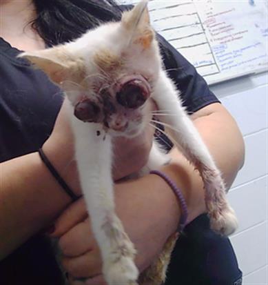 Shelter Stray Female Cat last seen CHARLOTTE, 8315 Byrum Dr, Charlotte, NC 28217, USA