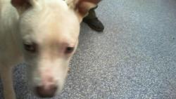 Shelter Stray Male Dog last seen CHARLOTTE, 8315 Byrum Dr, Charlotte, NC 28217, USA