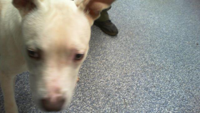 Shelter Stray Male Dog last seen CHARLOTTE, 8315 Byrum Dr, Charlotte, NC 28217, USA
