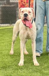 Shelter Stray Female Dog last seen Near BLK UNION AV, BAKERSFIELD, CA, 201 S Mt Vernon Ave, Bakersfield, CA 93307, USA