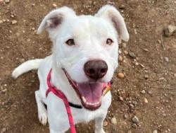 Shelter Stray Male Dog last seen , 5821 Sweetwater Rd, Bonita, CA 91902, USA