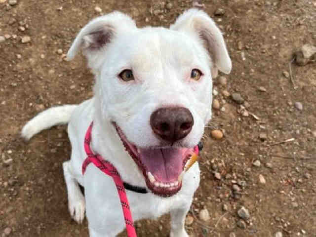 Shelter Stray Male Dog last seen , 5821 Sweetwater Rd, Bonita, CA 91902, USA