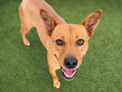Shelter Stray Female Dog last seen SHELBY DR, 5821 Sweetwater Rd, Bonita, CA 91902, USA