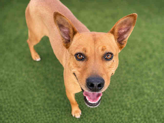 Shelter Stray Female Dog last seen SHELBY DR, 5821 Sweetwater Rd, Bonita, CA 91902, USA