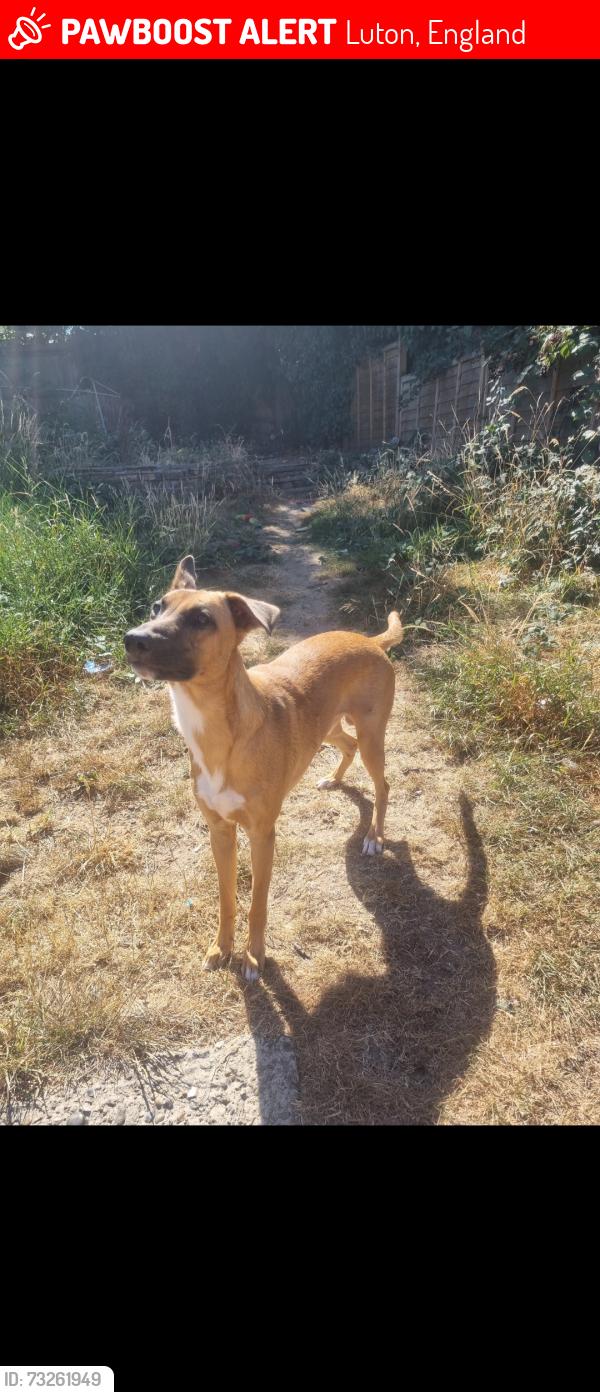 Lost Male Dog last seen Saint kilda road., Luton, England 