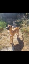 Lost Male Dog last seen Saint kilda road., Luton, England 