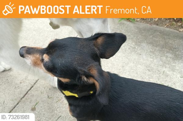 Found/Stray Male Dog last seen Bardolph and Caliban, Fremont, CA 94555