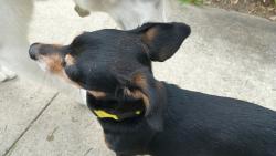Found/Stray Male Dog last seen Bardolph and Caliban, Fremont, CA 94555