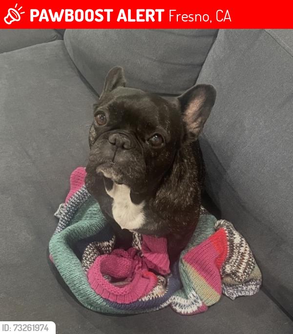 Lost Female Dog last seen Huntington Blvd. and Cedar Ave., Fresno, CA 93702
