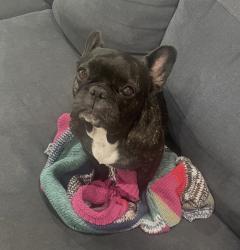 Lost Female Dog last seen Huntington Blvd. and Cedar Ave., Fresno, CA 93702