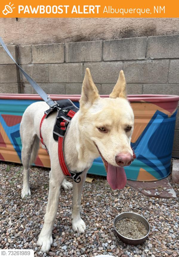 Found/Stray Male Dog last seen 13th and coal, Albuquerque, NM 87102