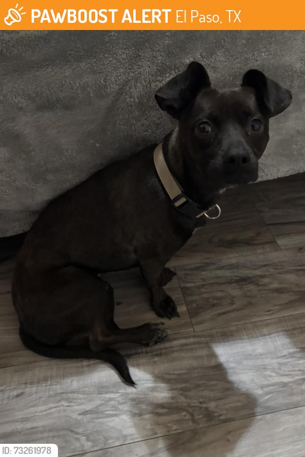 Found/Stray Male Dog last seen Edgemere blvd and Rich Beem blvd, El Paso, TX 79938