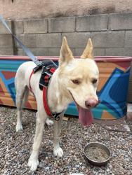 Found/Stray Male Dog last seen 13th and coal, Albuquerque, NM 87102