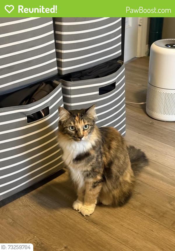 Reunited Female Cat last seen Ocean view blvd, La Crescenta-Montrose, CA 91020