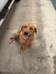 Found/Stray Female Dog last seen 3rd Ave SE, Stewartville, MN 55976