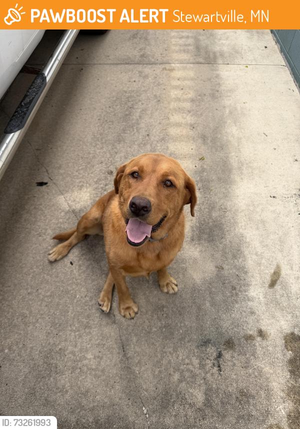 Found/Stray Female Dog last seen 3rd Ave SE, Stewartville, MN 55976
