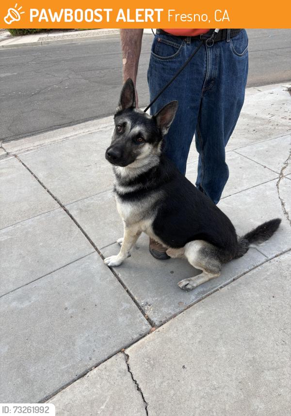 Found/Stray Male Dog last seen Fruit and Sierra, Fresno, CA 93711