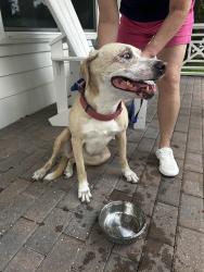 Reunited Female Dog last seen Northeast high school, St. Petersburg, FL 33703
