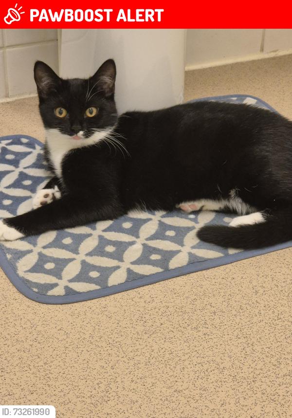 Lost Female Cat last seen OXNEY ROAD, lyvelly gardens, Peterborough, England 