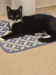 Lost Female Cat last seen OXNEY ROAD, lyvelly gardens, Peterborough, England 