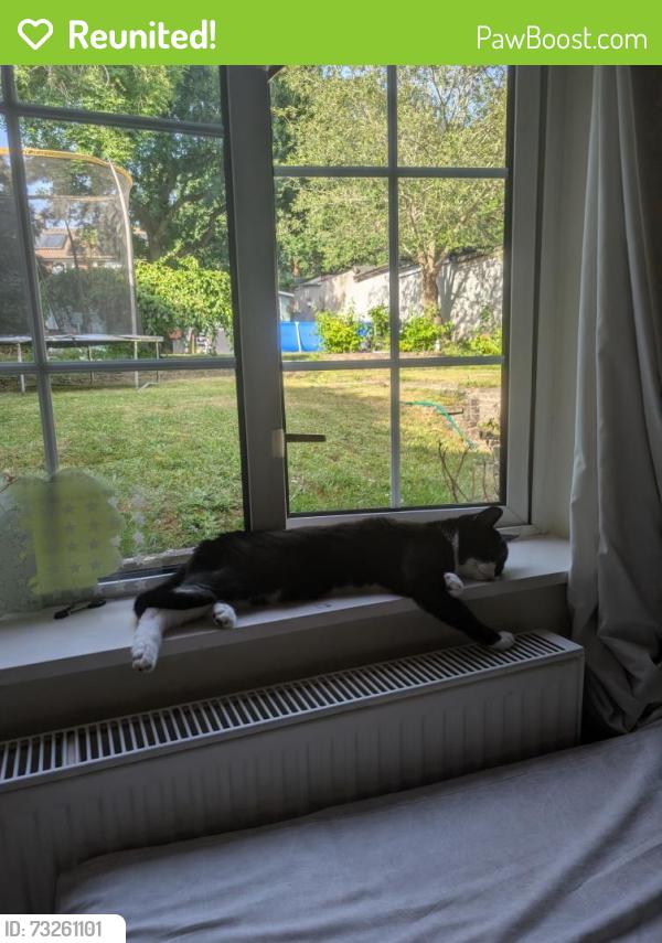 Reunited Male Cat last seen braybrooke recreation ground, Berkshire, England 