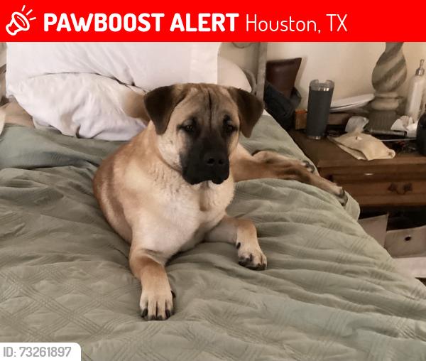 Lost Male Dog last seen Antione and 290., Houston, TX 77092