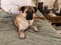 Lost Male Dog last seen Antione and 290., Houston, TX 77092