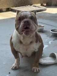 Found/Stray Female Dog last seen Manthey Rd/ French Camp, French Camp, CA 95231
