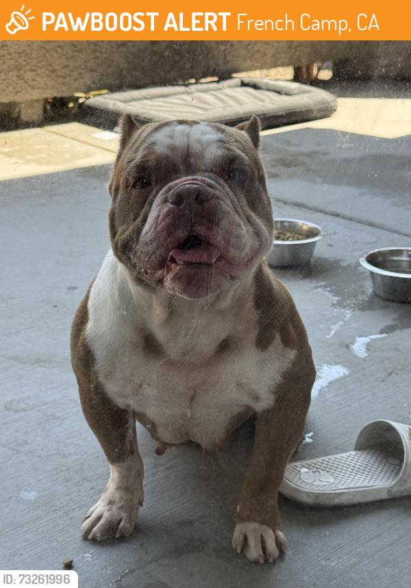 Found/Stray Female Dog last seen Manthey Rd/ French Camp, French Camp, CA 95231