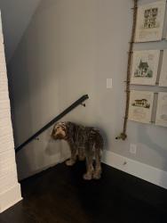 Reunited Male Dog last seen Grimes Bridge Park, Roswell, GA 30075