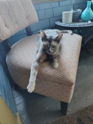 Lost Female Cat last seen 76th & Oregon Street, Portland, OR 97213