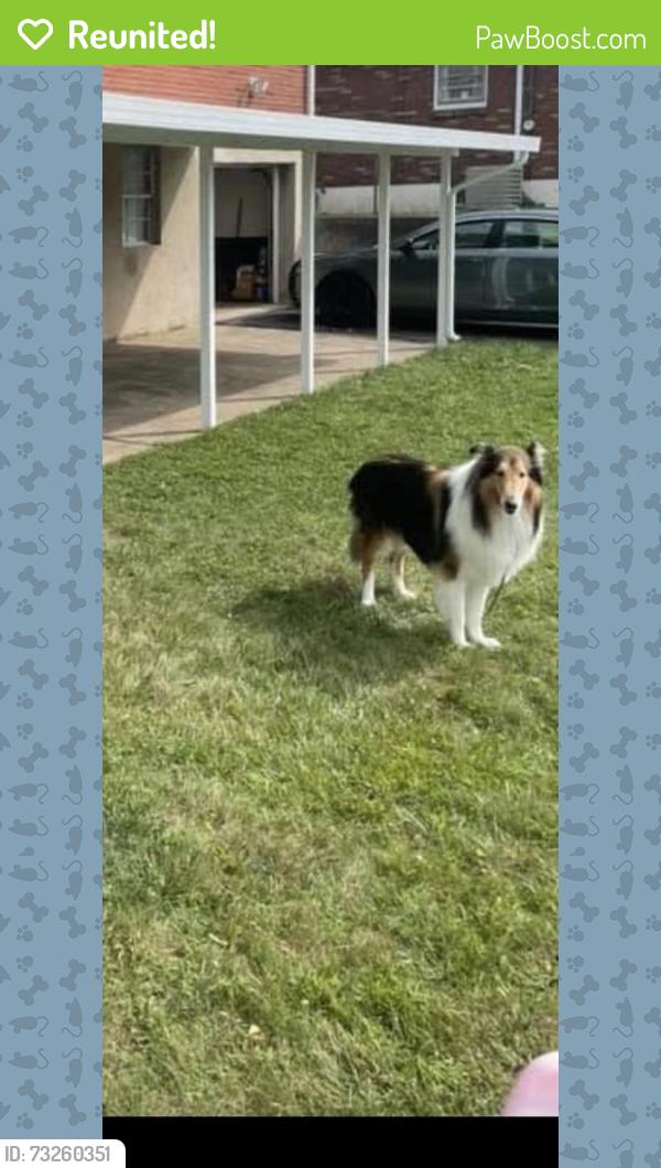 Reunited Male Dog last seen Godfrey st allentow pa 18109, Allentown, PA 18109