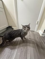 Found/Stray Male Cat last seen Cliffdale, Fayetteville, NC 28314